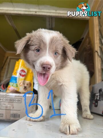 pure bred border collie pups