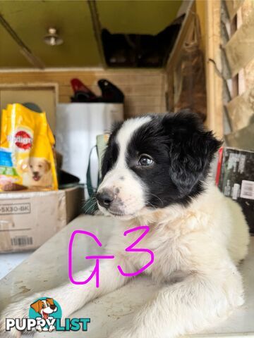 pure bred border collie pups