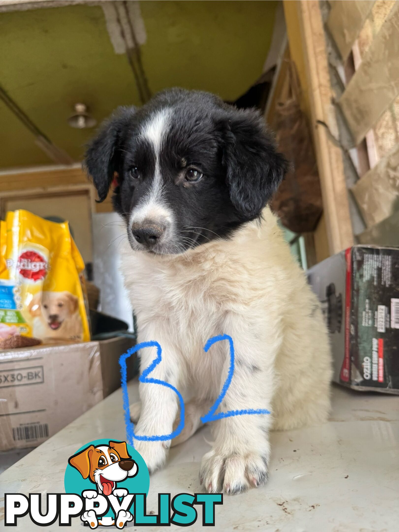 pure bred border collie pups