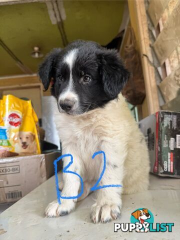 pure bred border collie pups