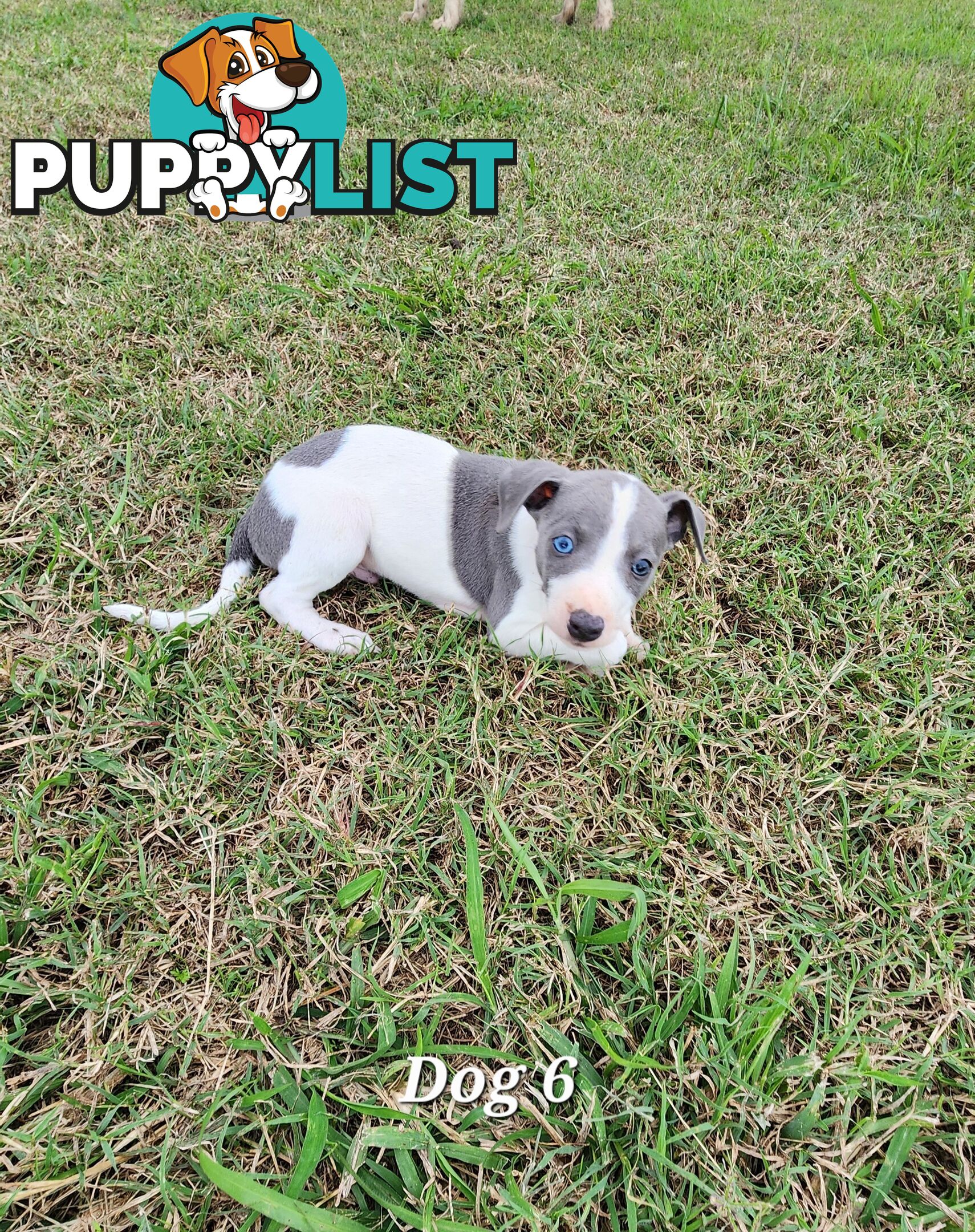 Purebred Whippet Puppies