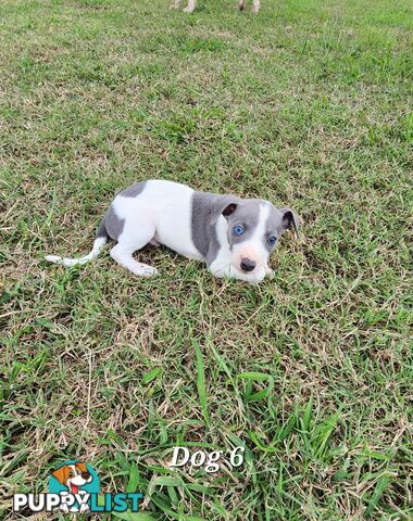 Purebred Whippet Puppies