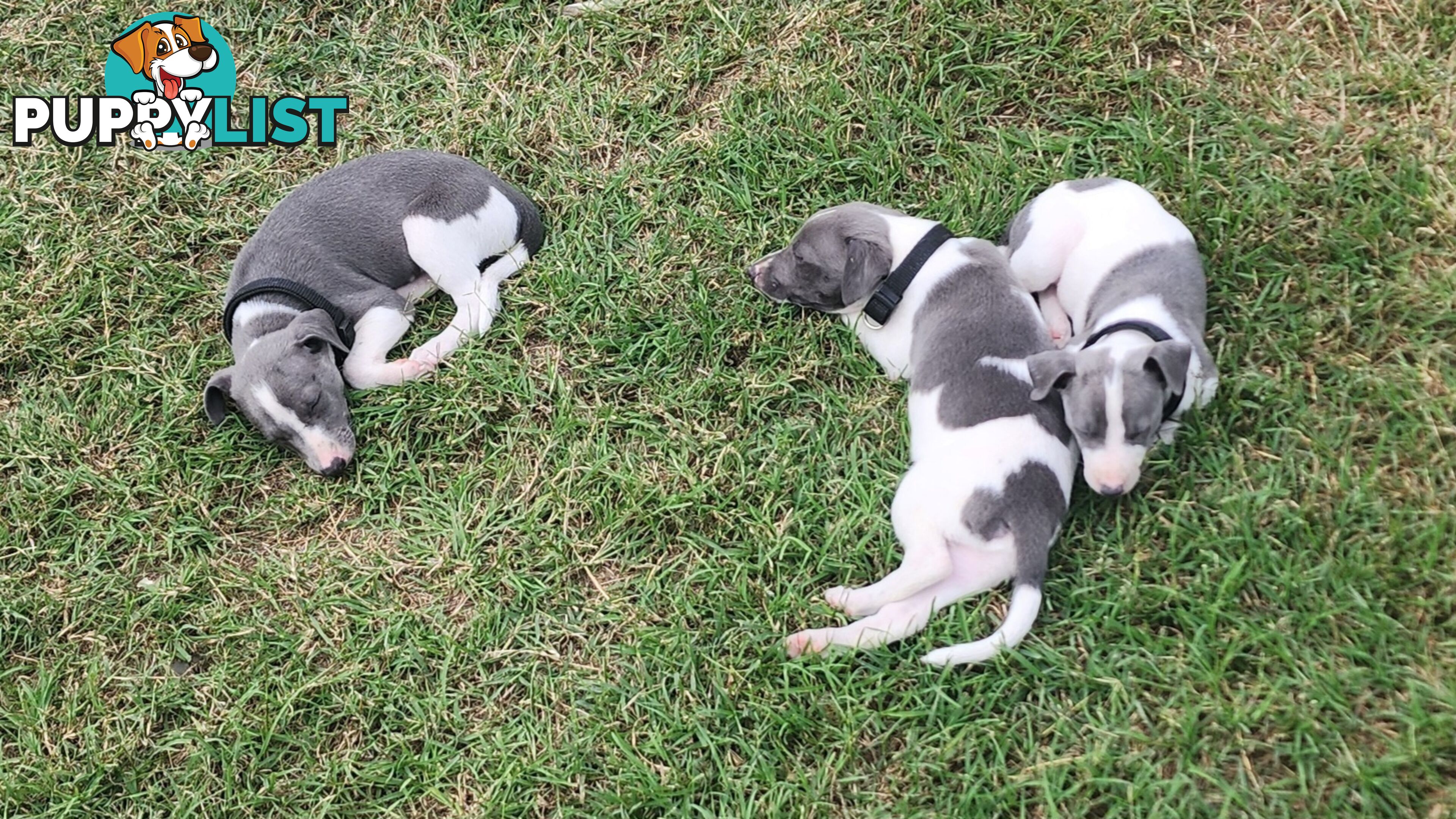 Purebred Whippet Puppies