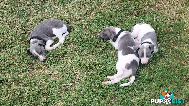 Purebred Whippet Puppies