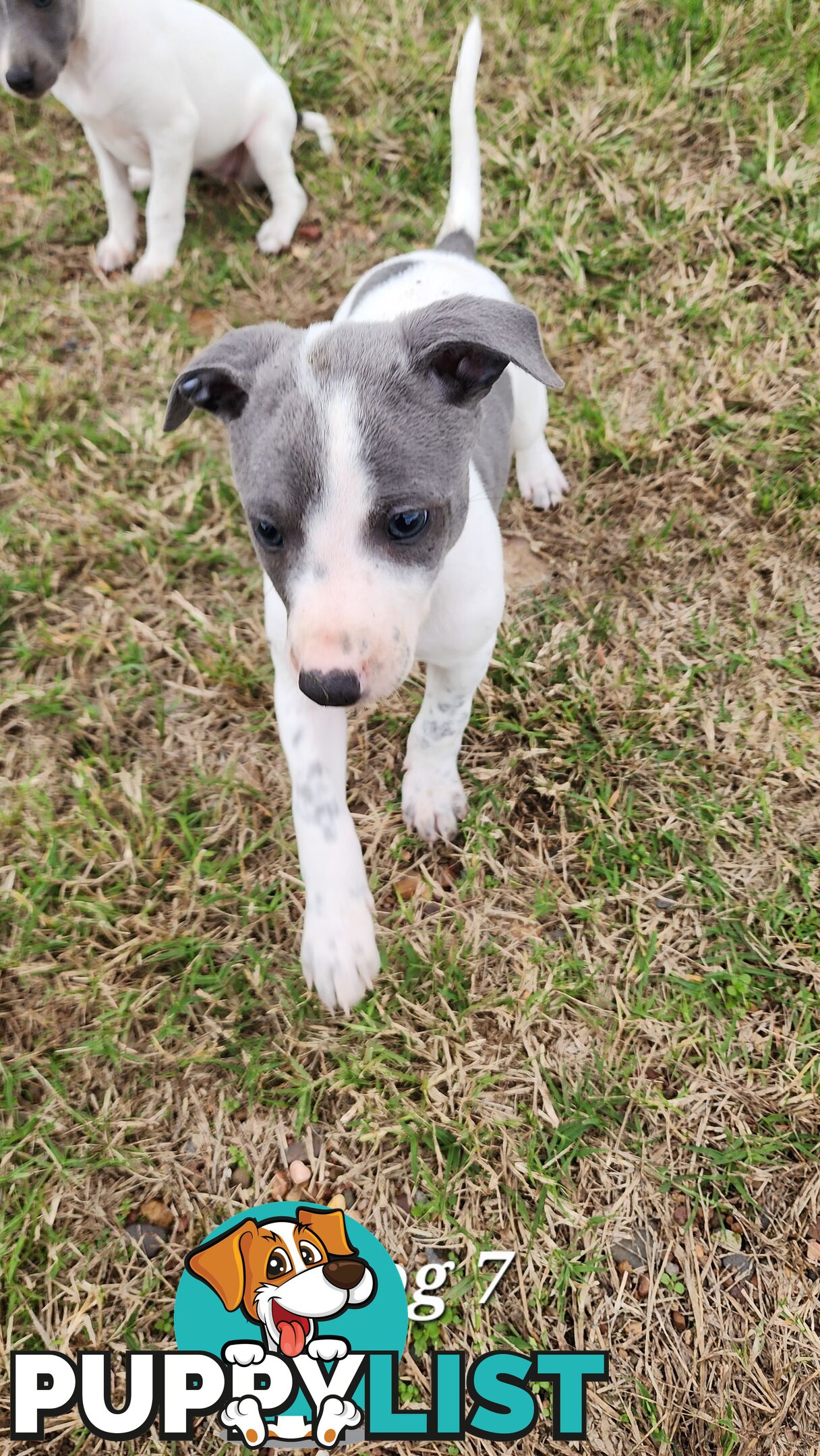 Purebred Whippet Puppies