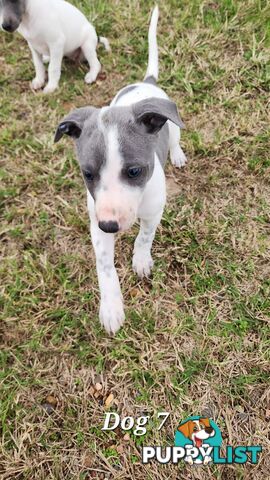Purebred Whippet Puppies