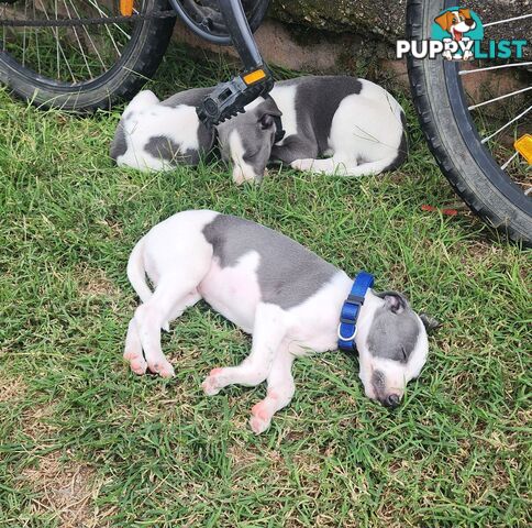 Purebred Whippet Puppies