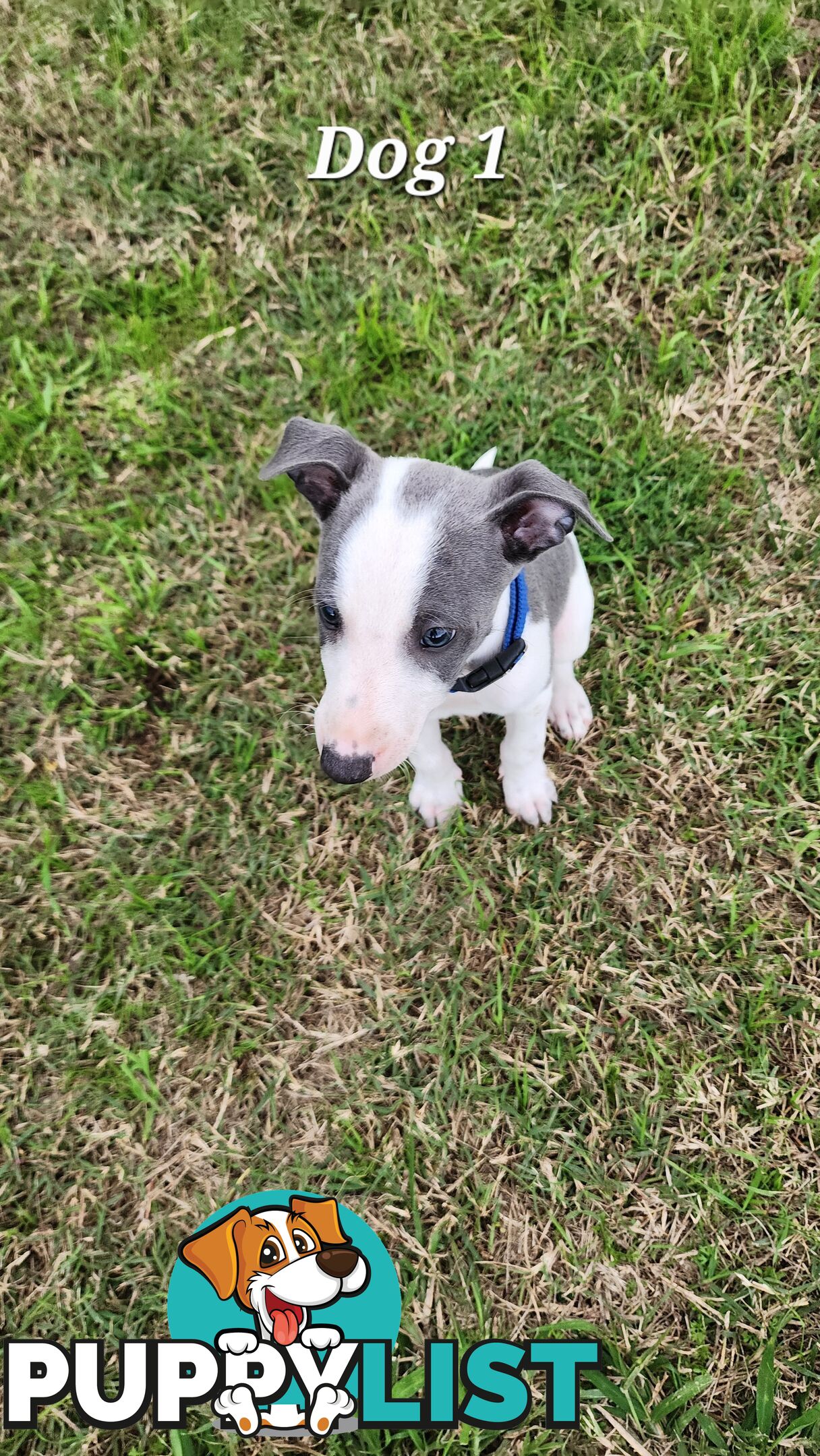 Purebred Whippet Puppies
