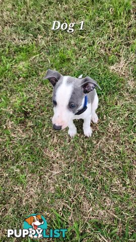 Purebred Whippet Puppies