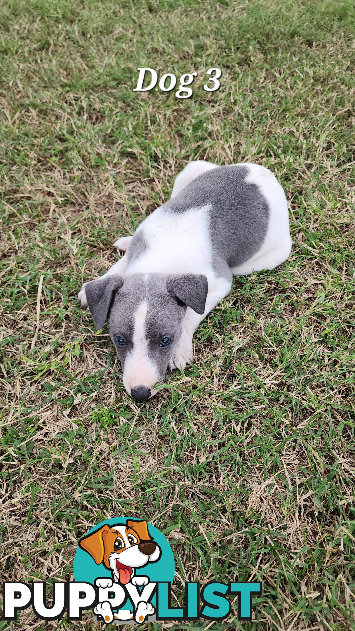 Purebred Whippet Puppies