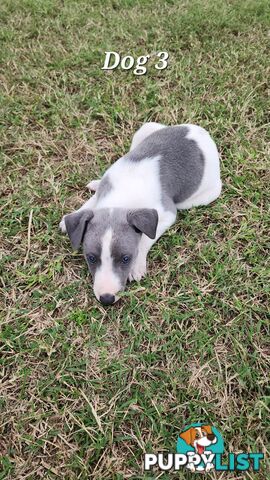 Purebred Whippet Puppies