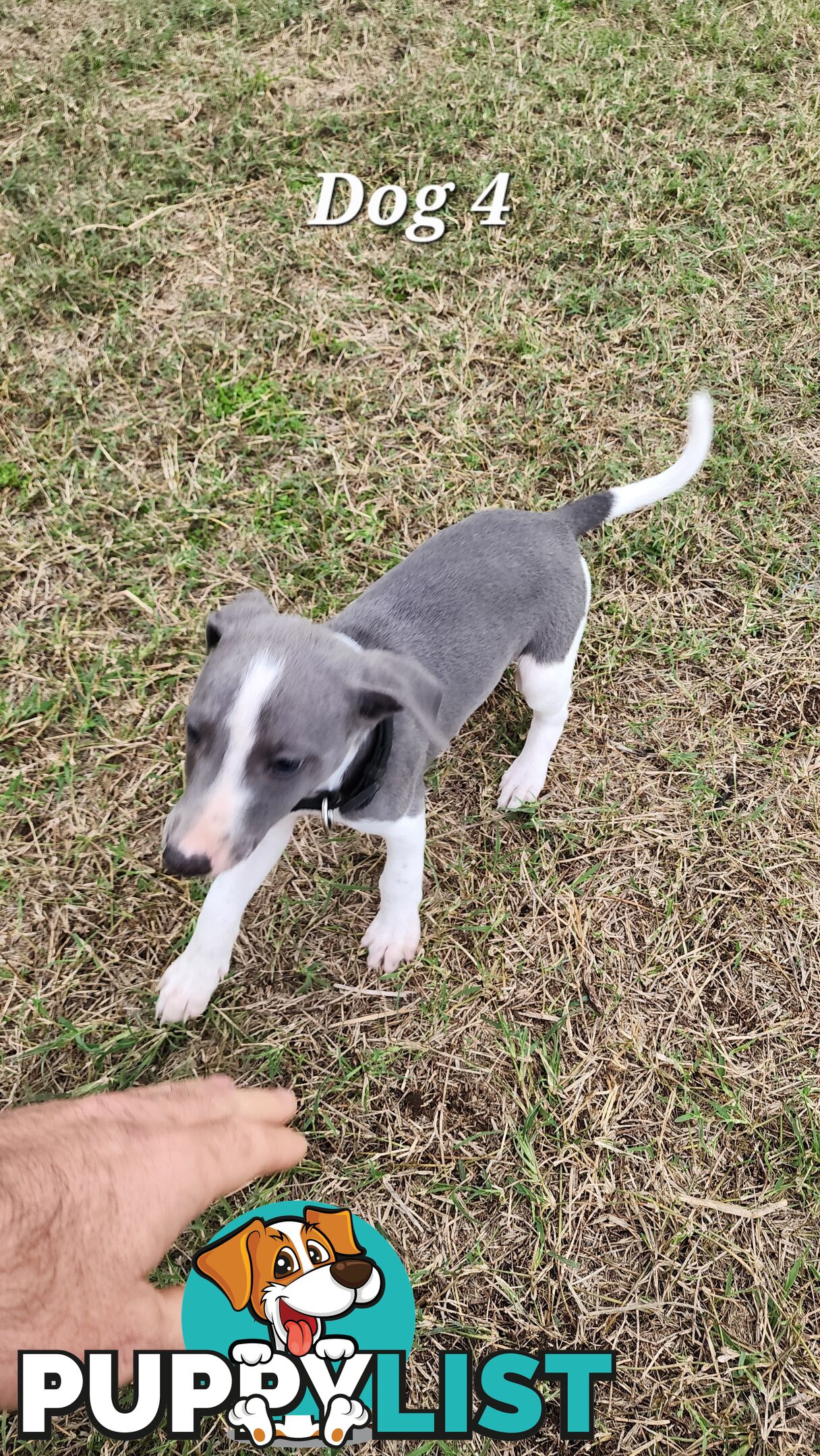 Purebred Whippet Puppies