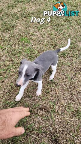 Purebred Whippet Puppies