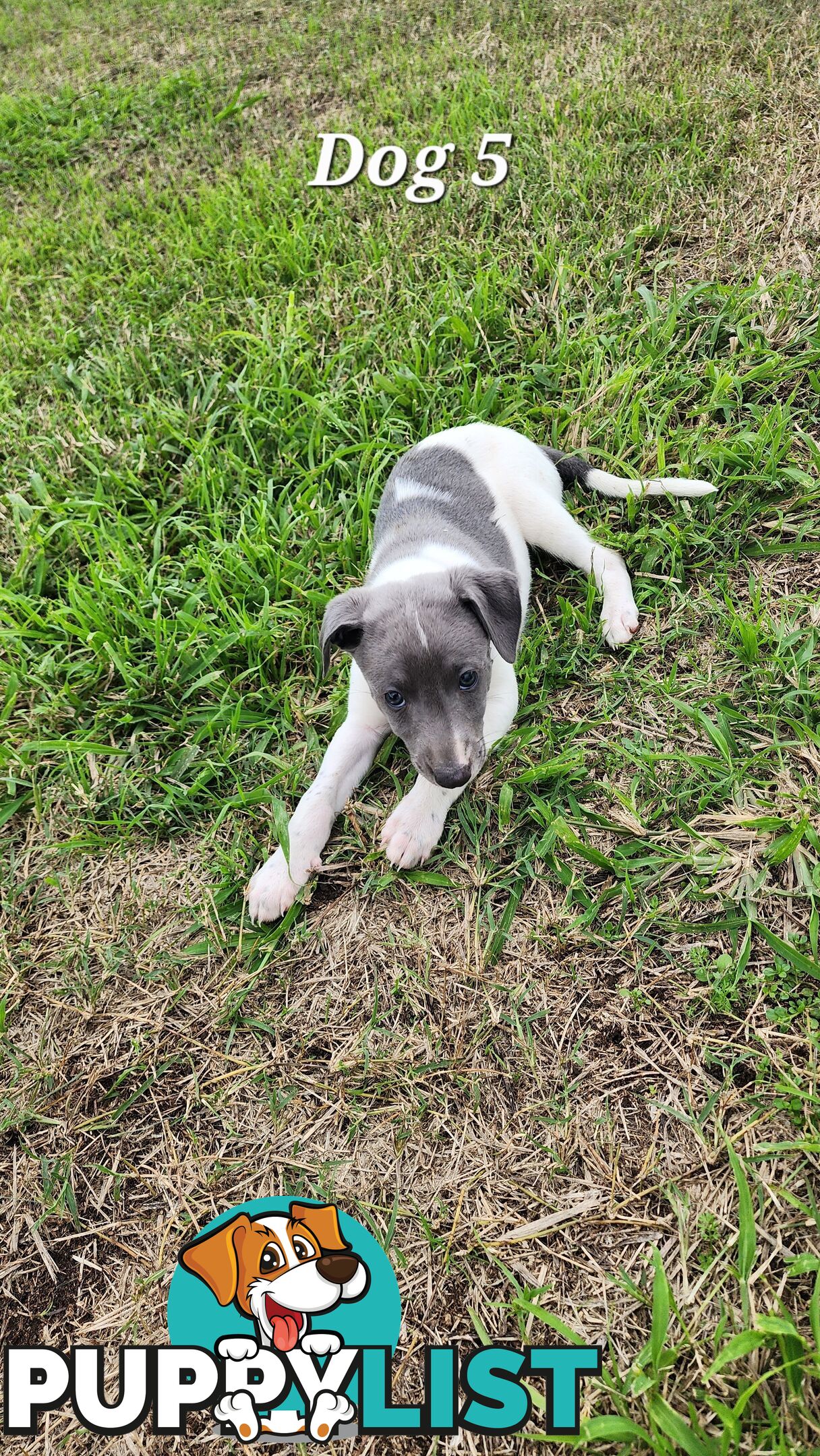 Purebred Whippet Puppies
