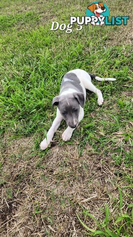 Purebred Whippet Puppies