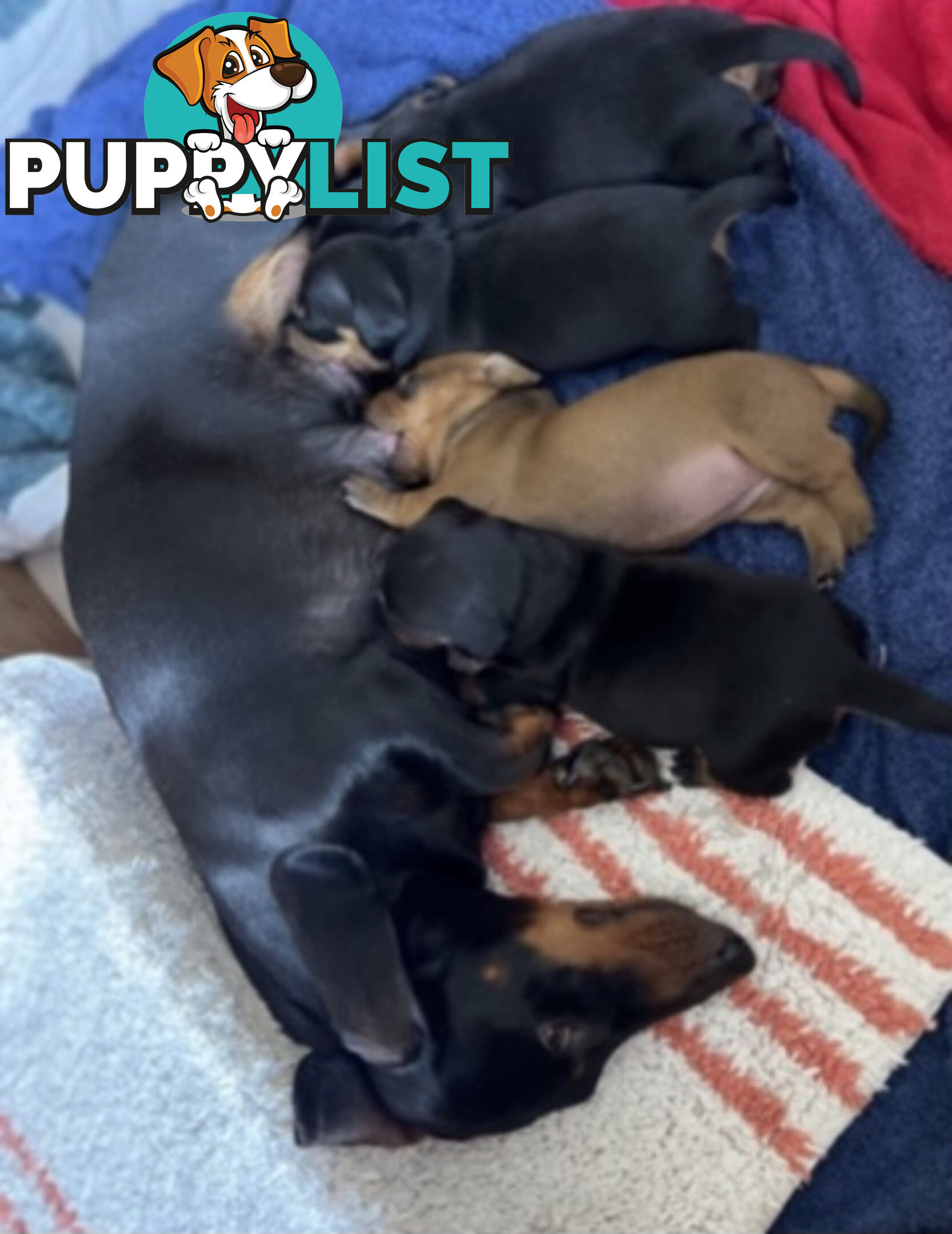 Standard Dachshund Puppies born 9/9/24