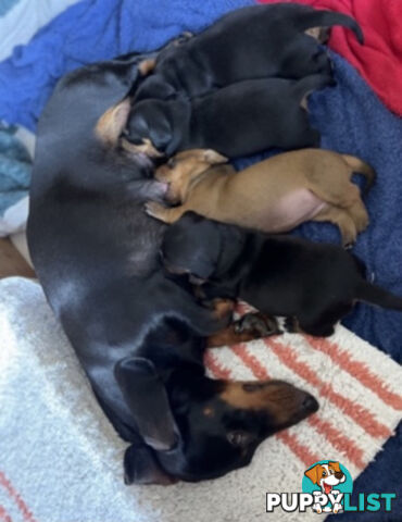 Standard Dachshund Puppies born 9/9/24