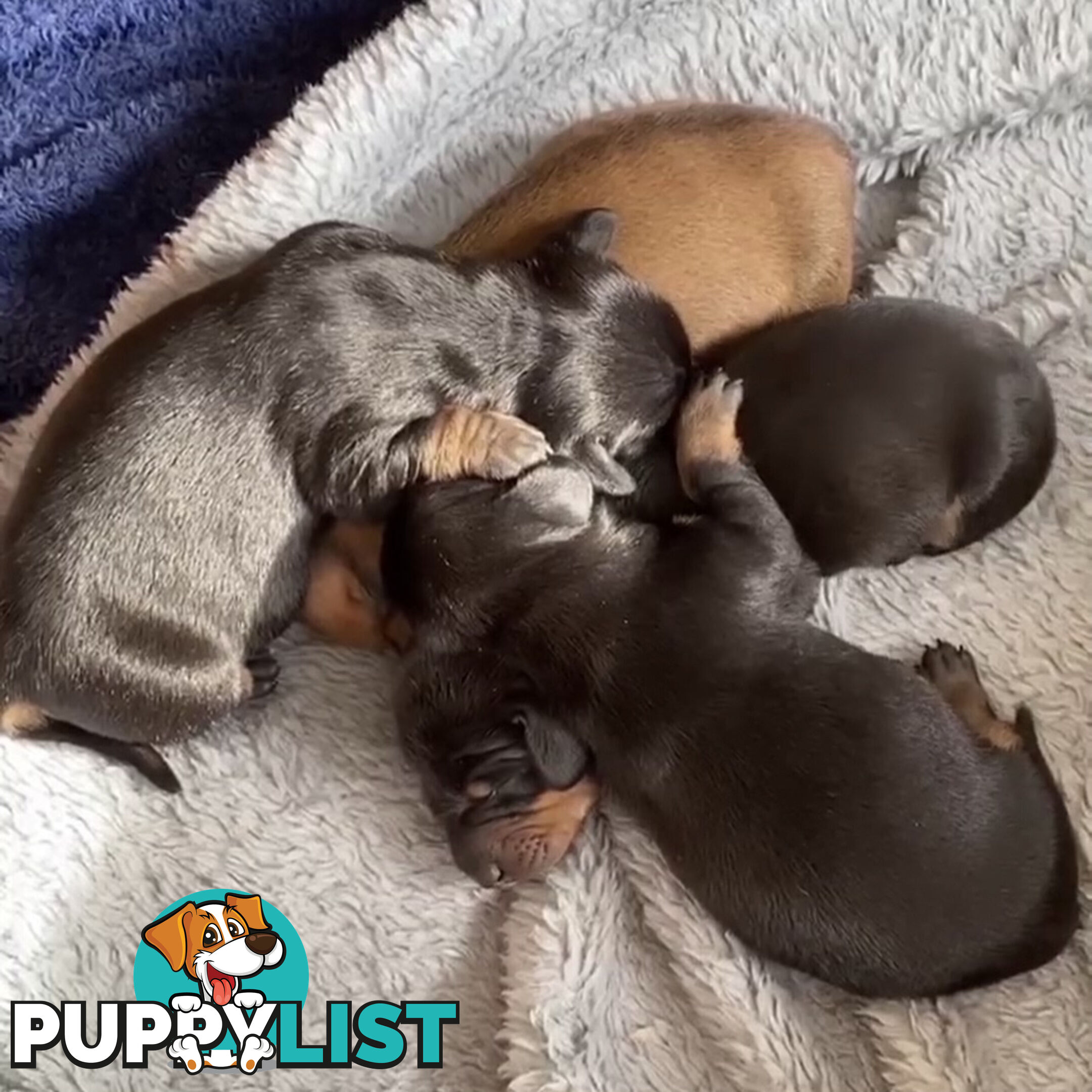 Standard Dachshund Puppies born 9/9/24