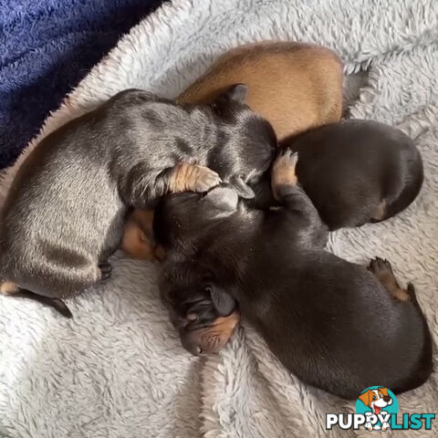 Standard Dachshund Puppies born 9/9/24