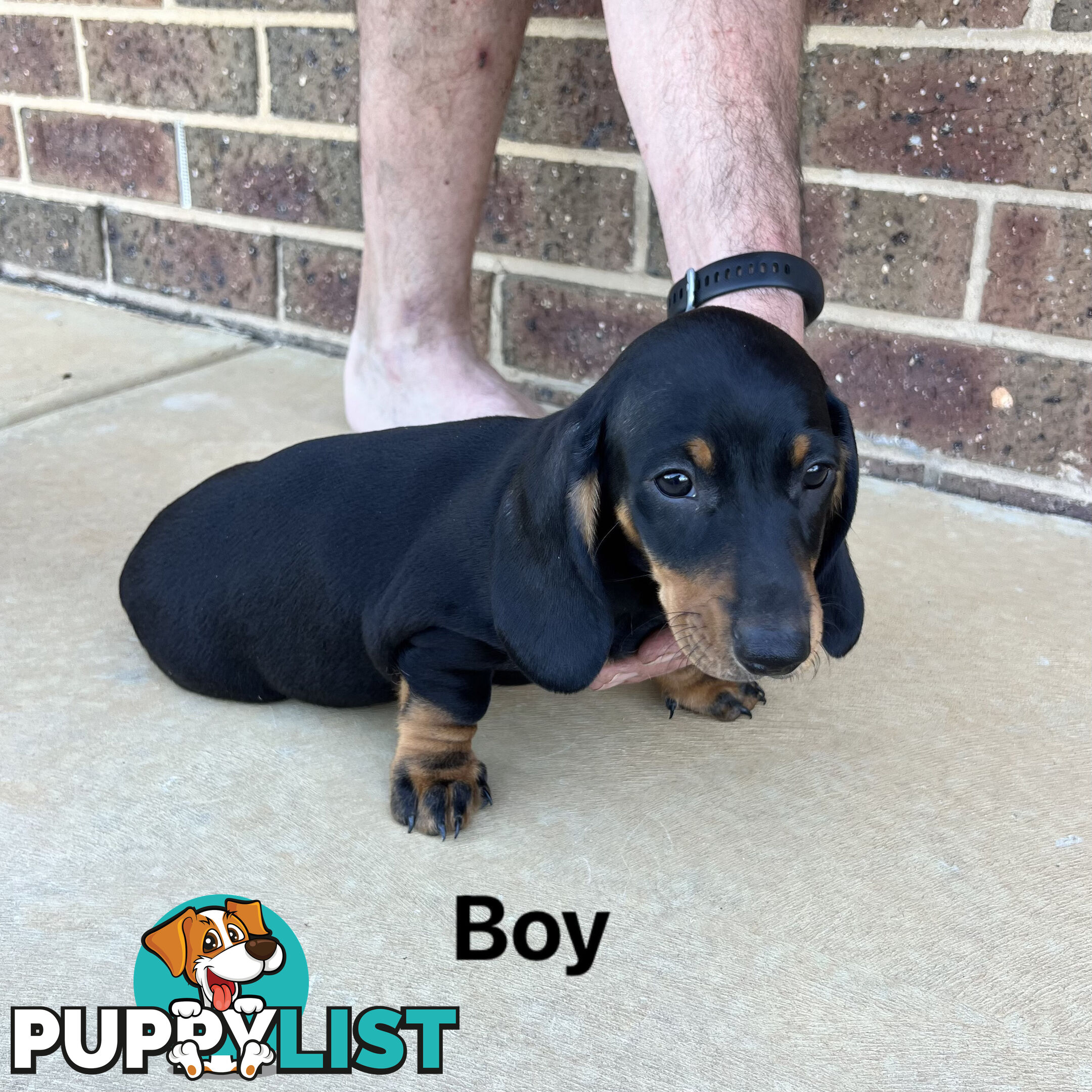 Standard Dachshund Puppies born 9/9/24