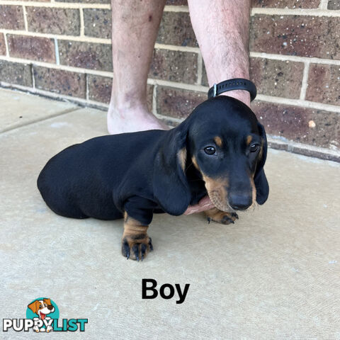 Standard Dachshund Puppies born 9/9/24