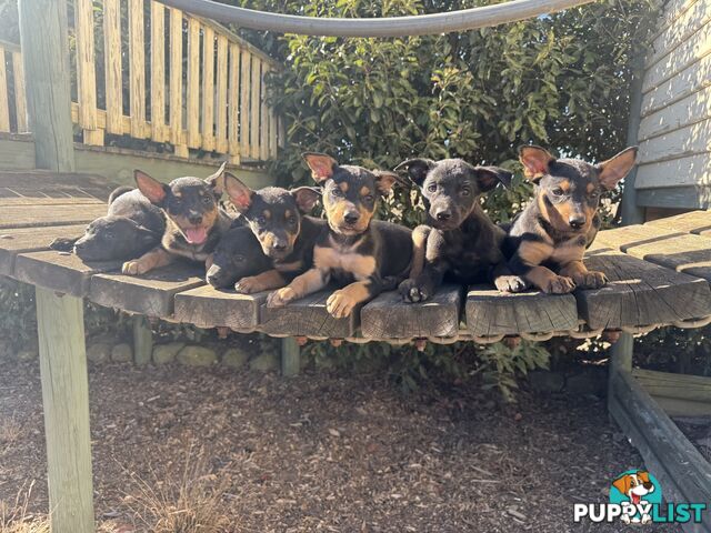 Purebred Black & Tan / Black Kelpie Puppies