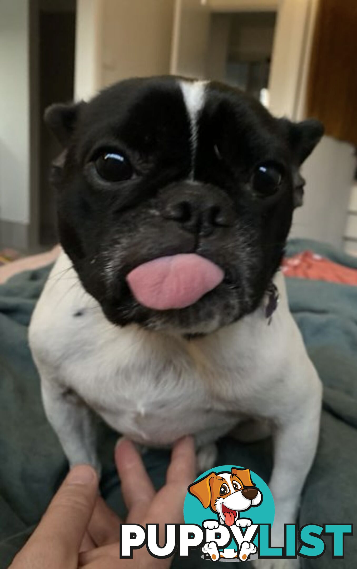 Female French bull dog cross after new family