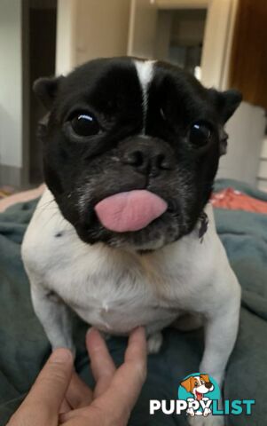 Female French bull dog cross after new family