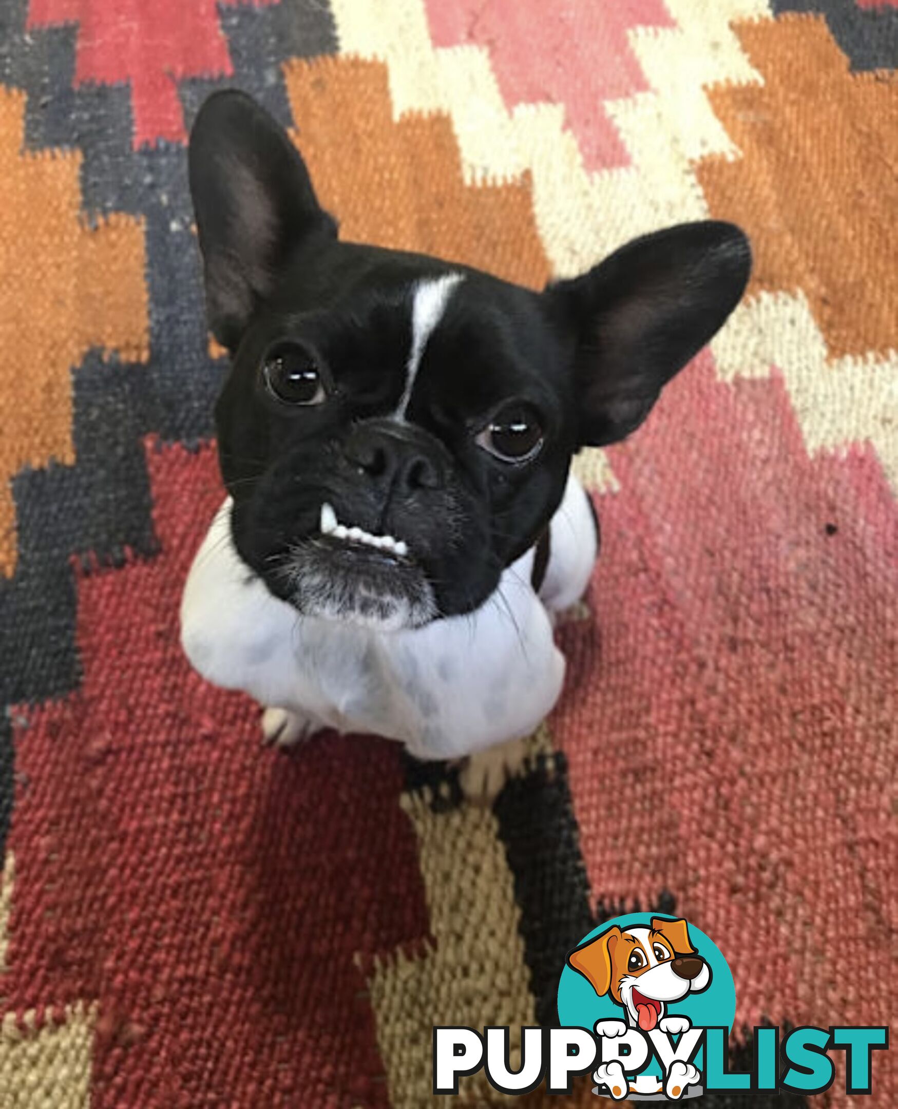 Female French bull dog cross after new family