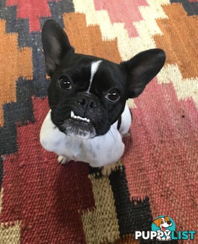 Female French bull dog cross after new family