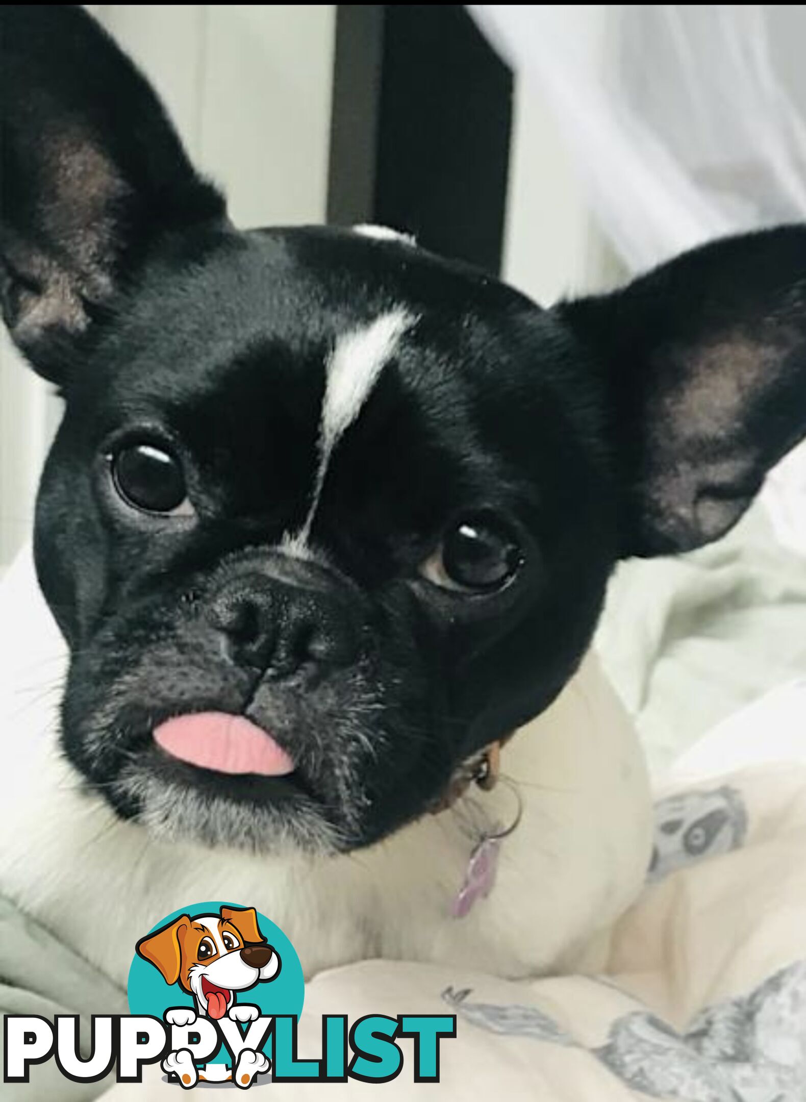 Female French bull dog cross after new family