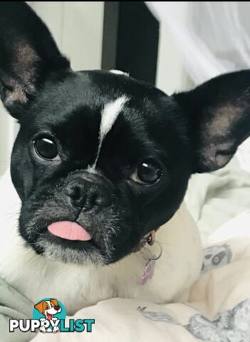 Female French bull dog cross after new family