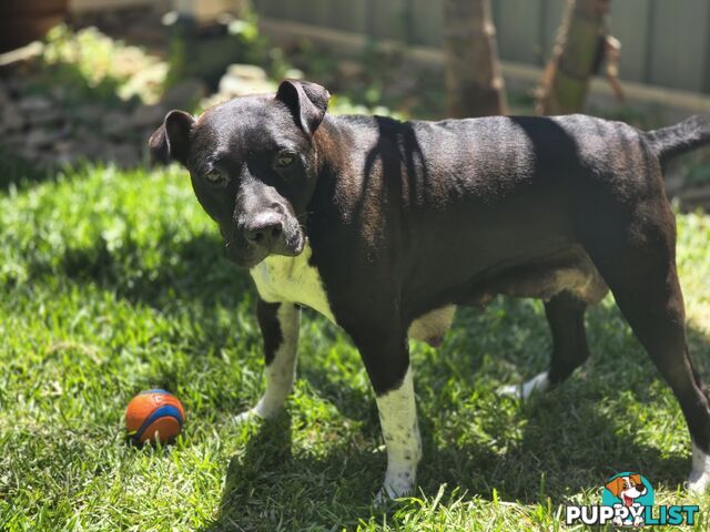 Pure Bred American Staffordshire