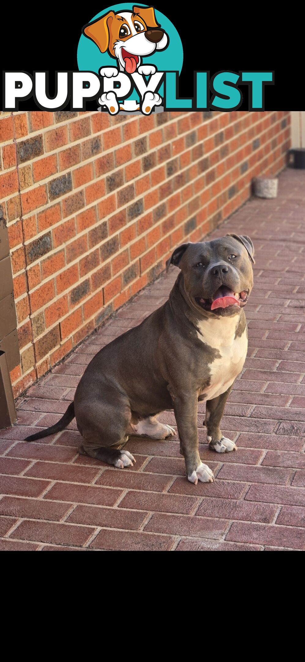 Pure Bred American Staffordshire