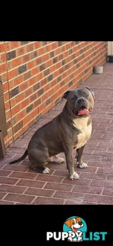 Pure Bred American Staffordshire