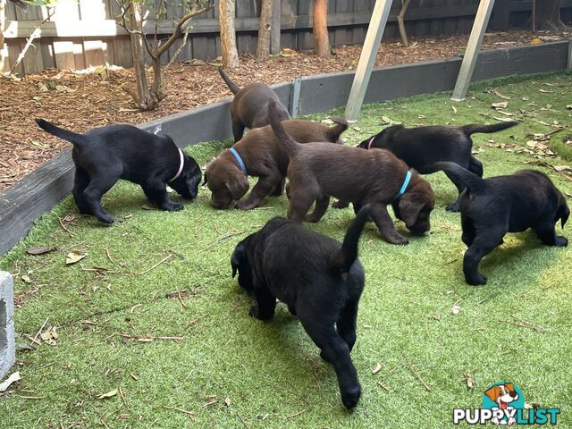 AVAILABLE NOW: DEVALOKA LABRADORS GORGEOUS CHOCOLATE &amp; BLACK PUPPIES