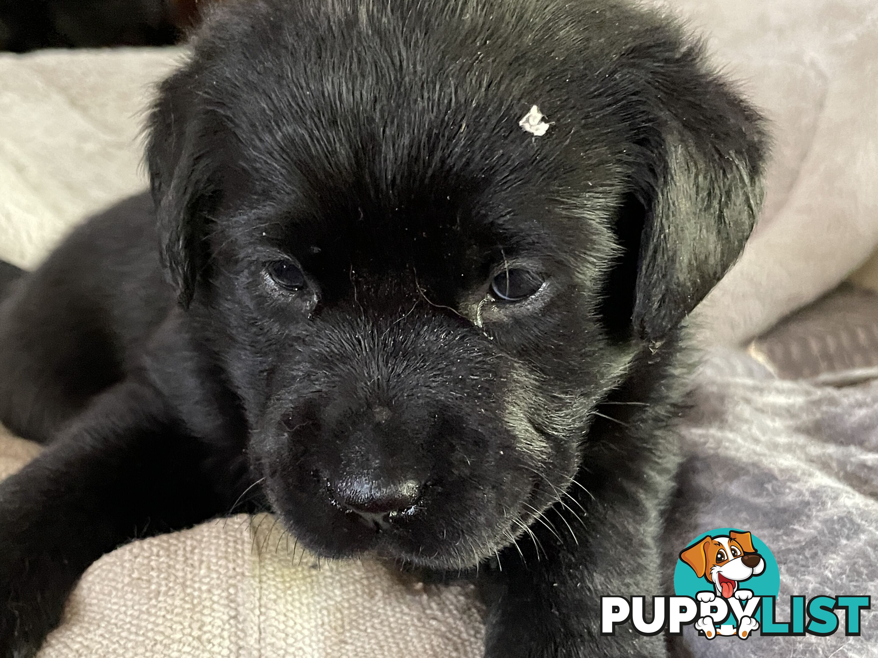 Gorgeous pedigree chocolate & black Labrador puppies for sale