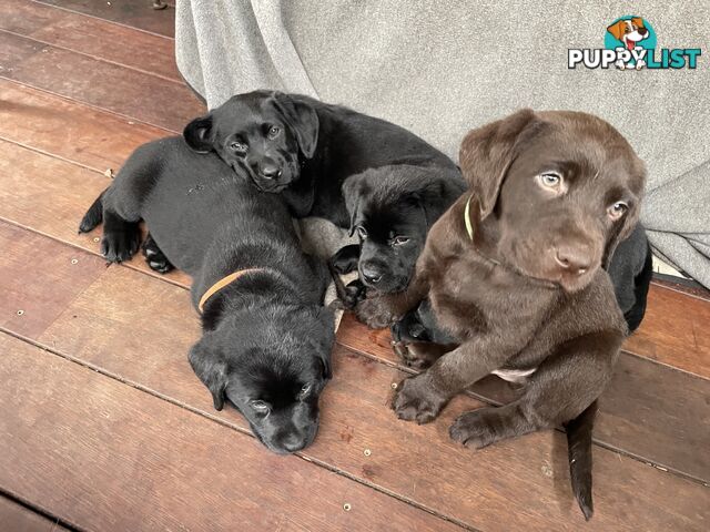 AVAILABLE NOW: DEVALOKA LABRADORS GORGEOUS CHOCOLATE &amp; BLACK PUPPIES