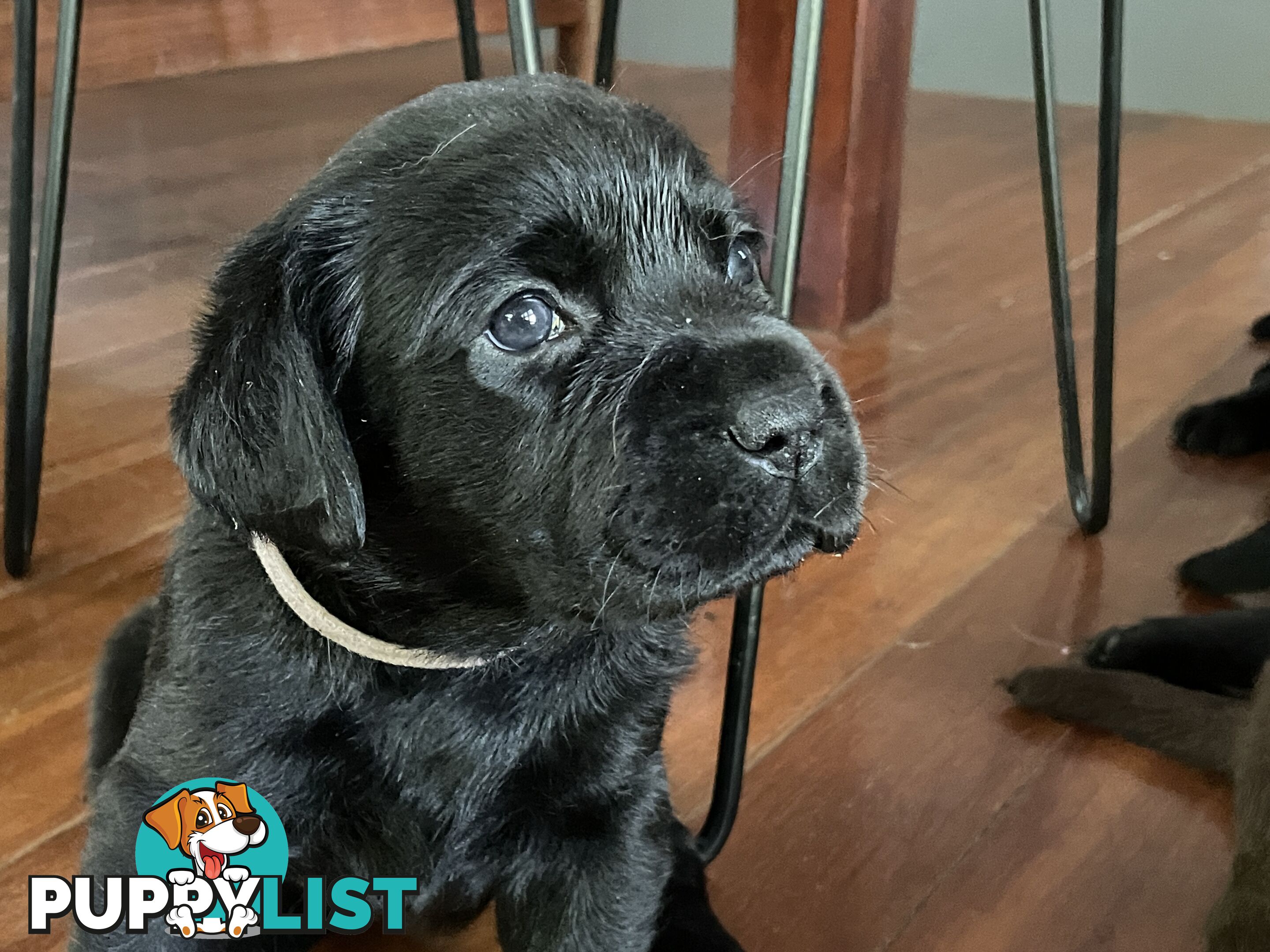 Gorgeous pedigree chocolate & black Labrador puppies for sale