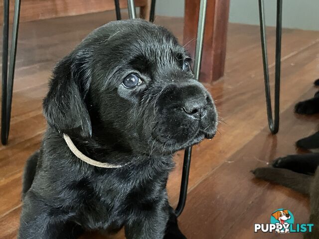 Gorgeous pedigree chocolate & black Labrador puppies for sale