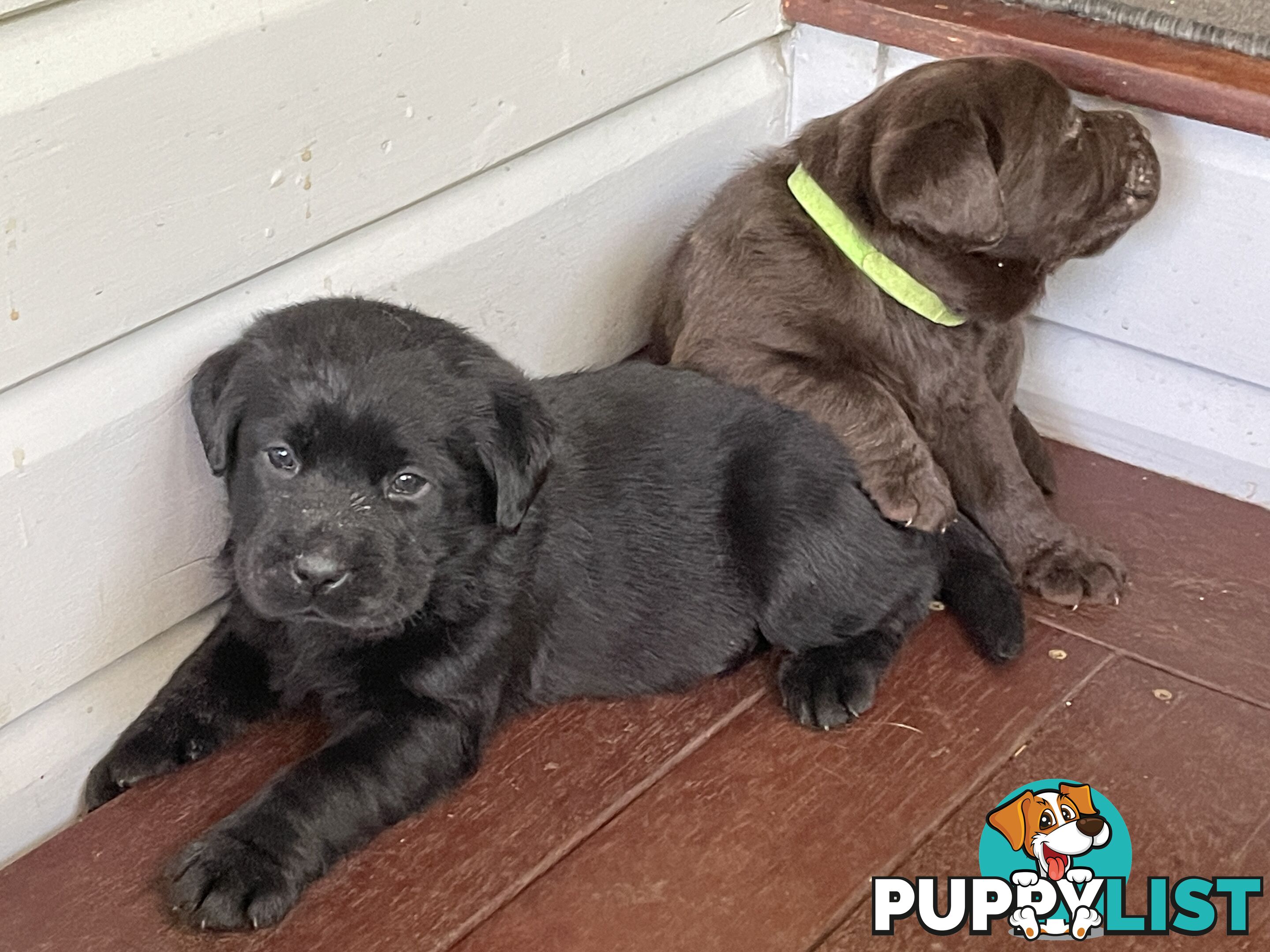 Gorgeous pedigree chocolate & black Labrador puppies for sale