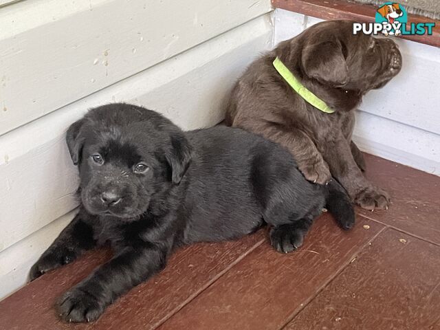 Gorgeous pedigree chocolate & black Labrador puppies for sale