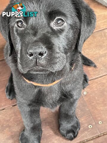 AVAILABLE NOW: DEVALOKA LABRADORS GORGEOUS CHOCOLATE &amp; BLACK PUPPIES