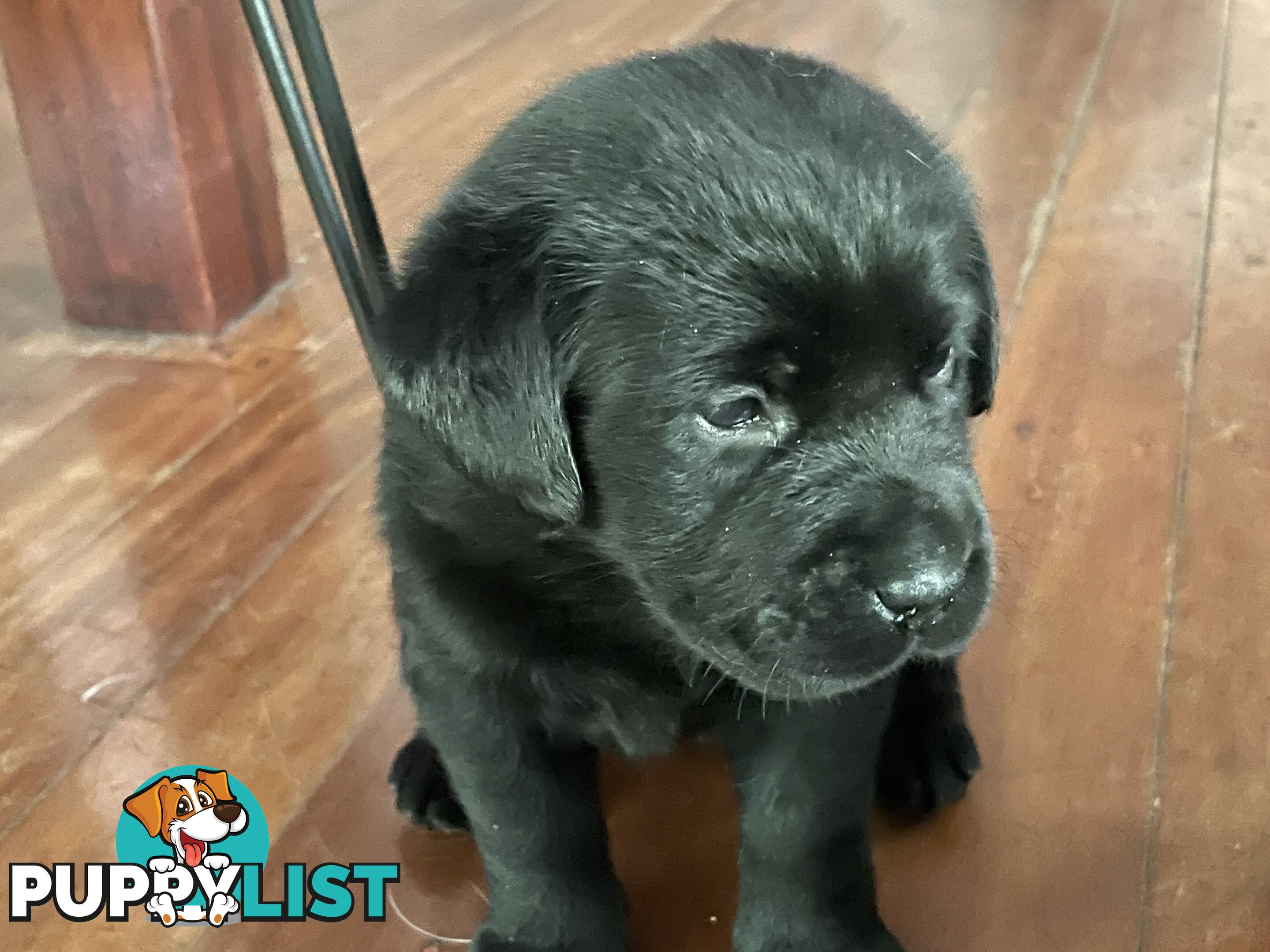 Gorgeous pedigree chocolate & black Labrador puppies for sale