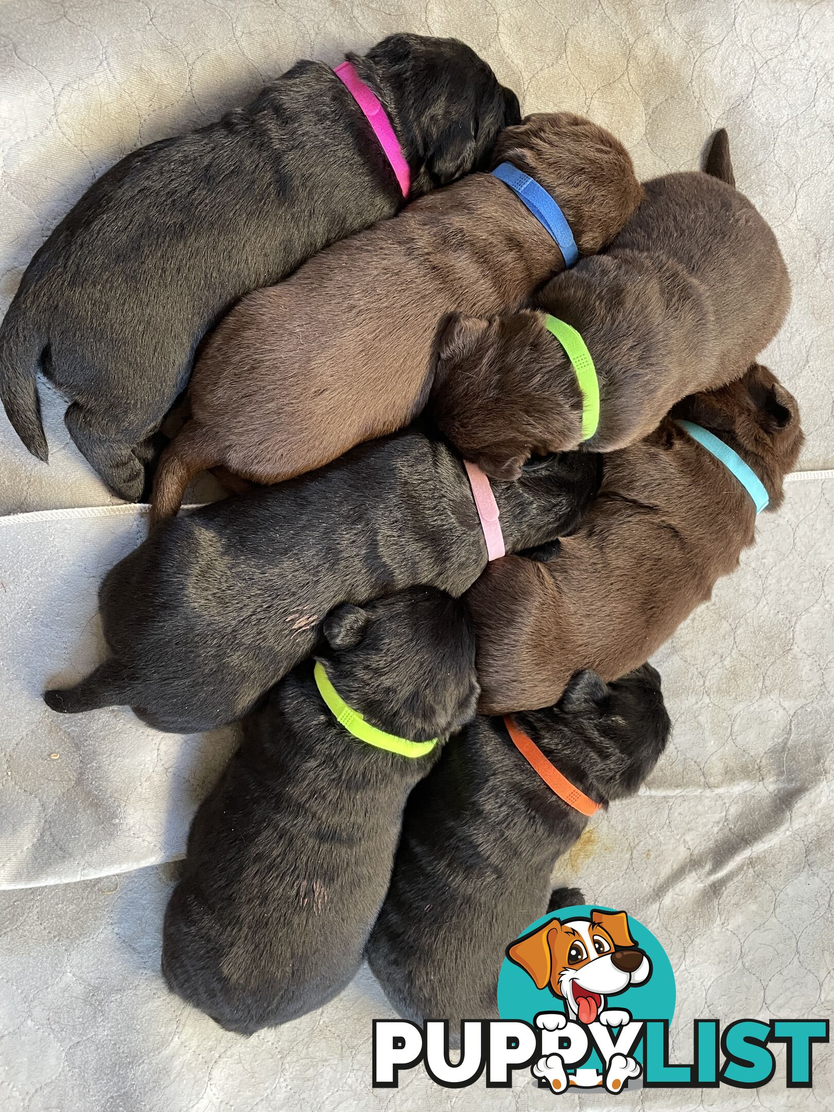 Gorgeous pedigree chocolate & black Labrador puppies for sale