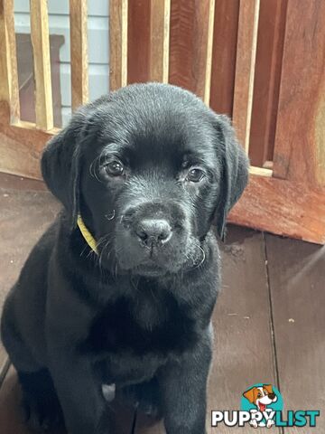 AVAILABLE NOW: DEVALOKA LABRADORS GORGEOUS CHOCOLATE &amp; BLACK PUPPIES