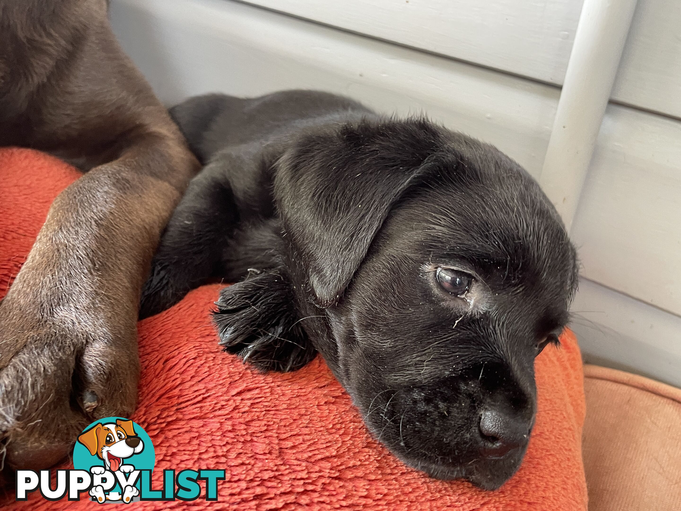 Gorgeous pedigree chocolate & black Labrador puppies for sale