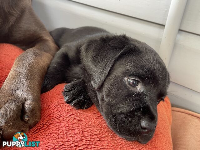 Gorgeous pedigree chocolate & black Labrador puppies for sale