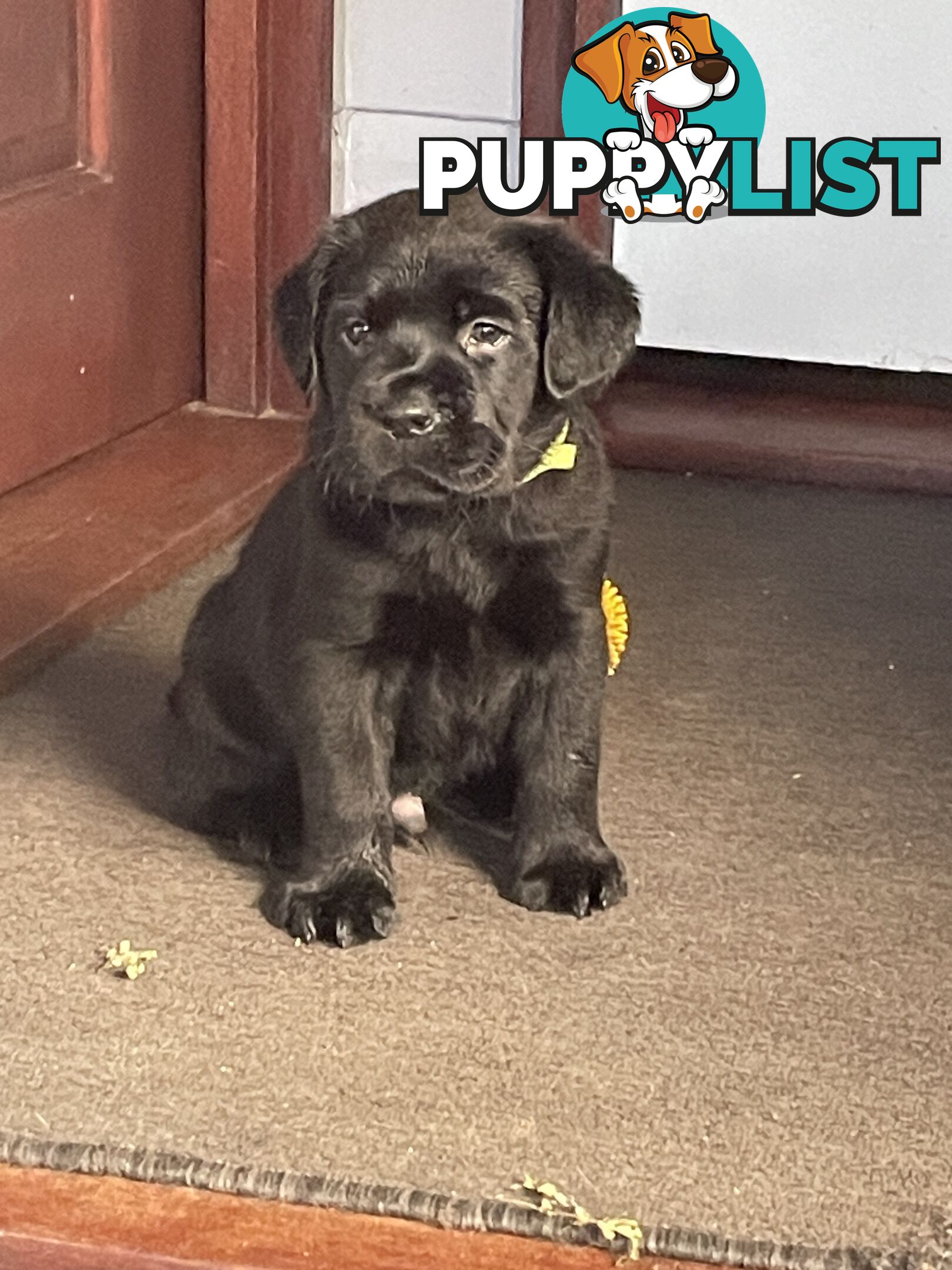 Gorgeous pedigree chocolate & black Labrador puppies for sale