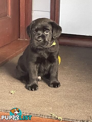 Gorgeous pedigree chocolate & black Labrador puppies for sale